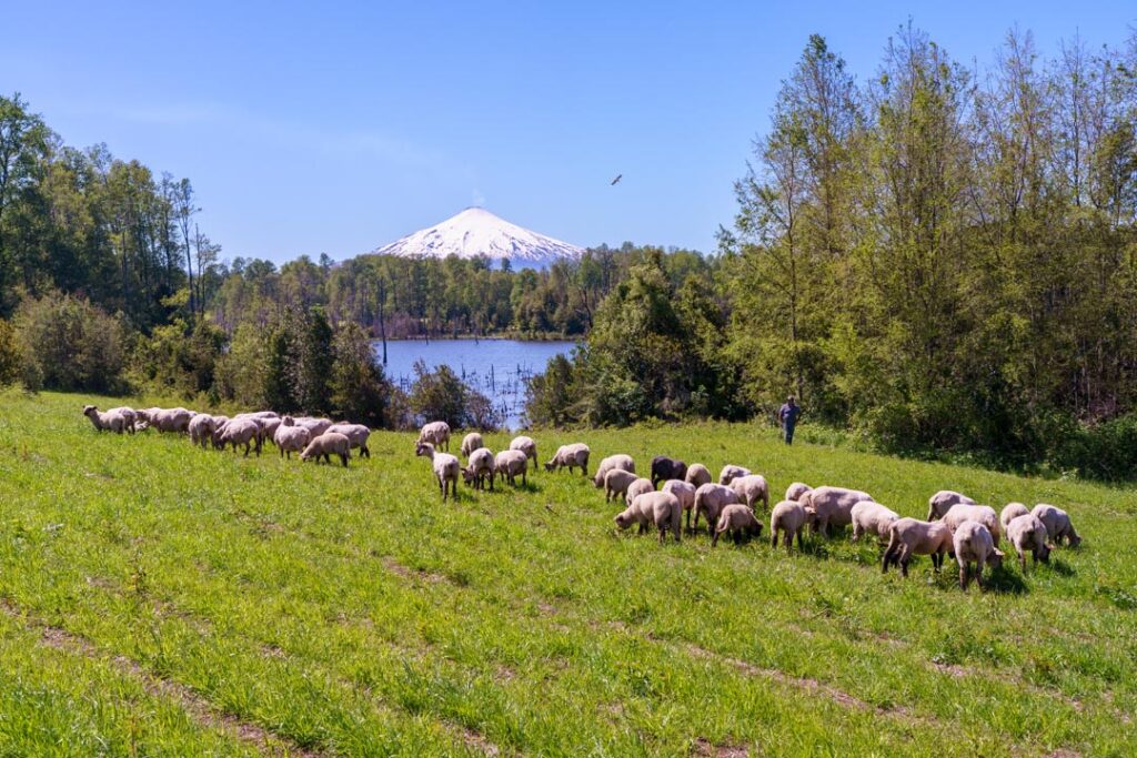 Parcela norte con orilla de laguna. Sector norte parcelas Los Guindos con vista al volcán Villarrica.
