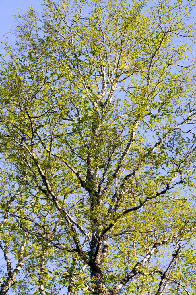 Roble en el sector sur.