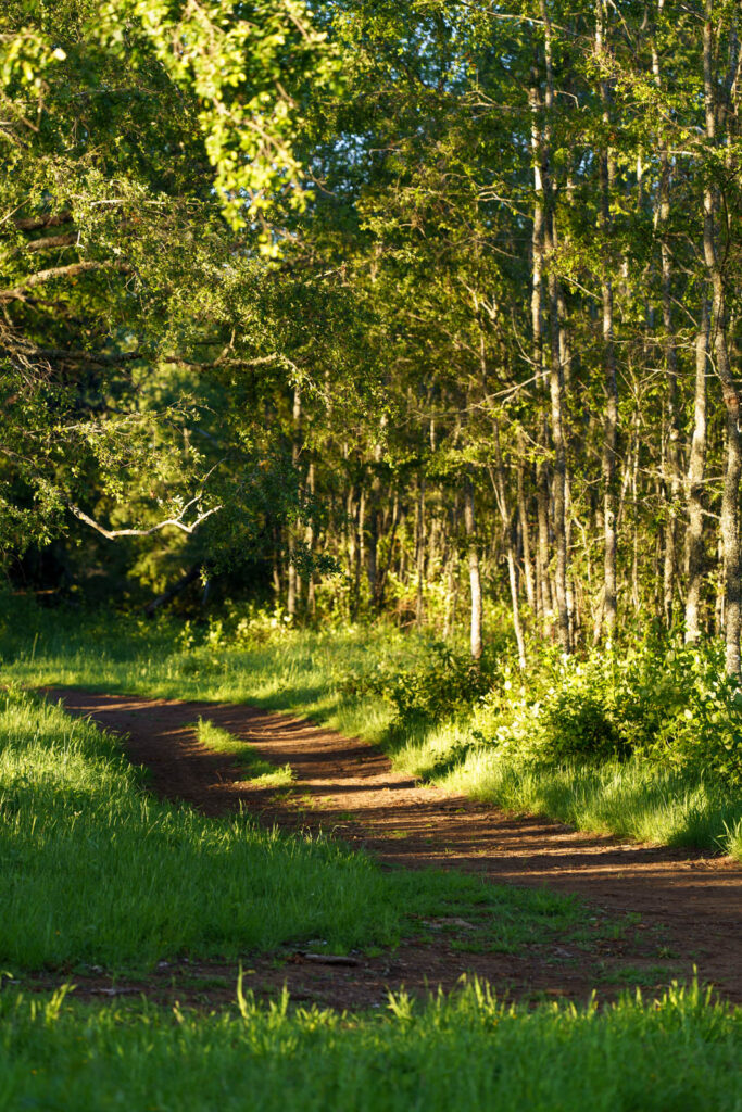 Acceso a parcelas norte.
