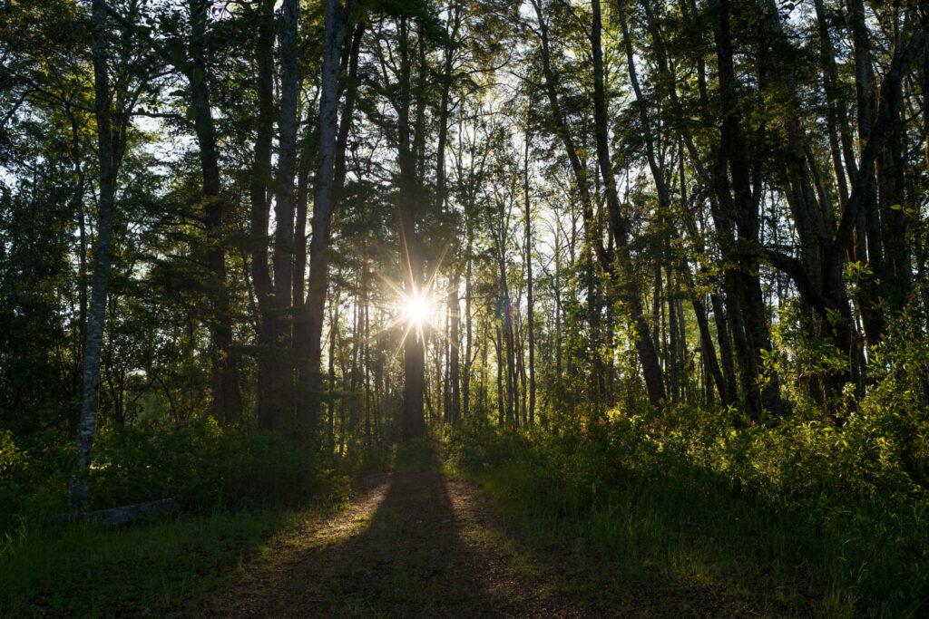 Espacio común con bosque sector sur.