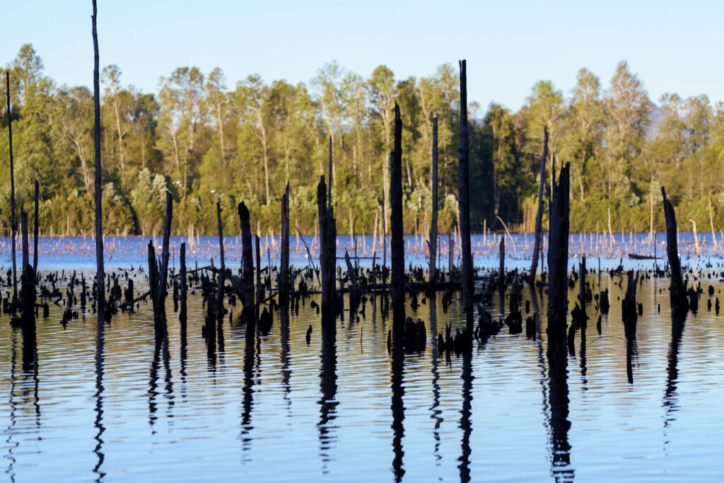 Orilla sur laguna Los Guindos. Parcelas en Villarrica con orilla de laguna.