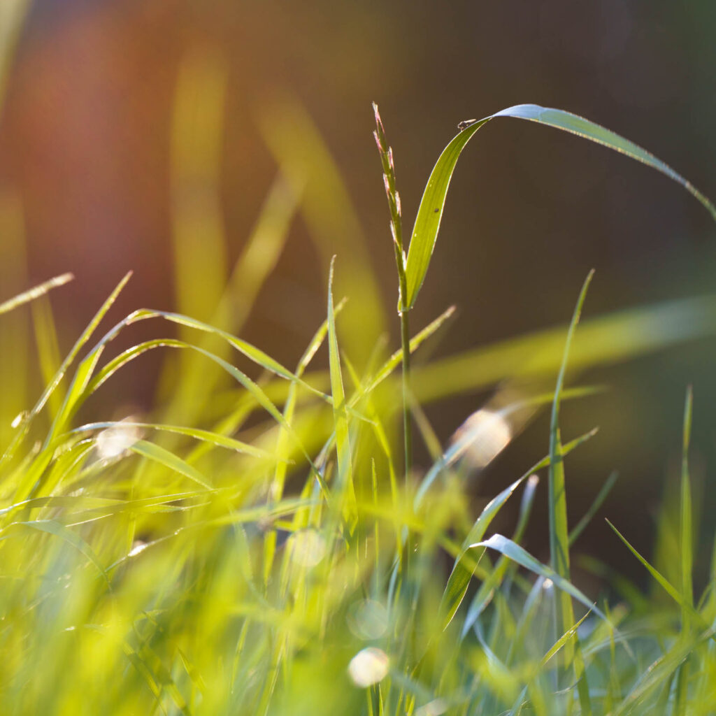 Parcelas desmalezadas y con pasto.