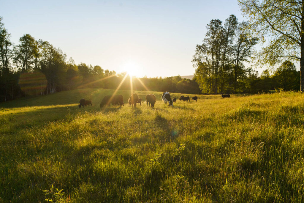 Ganado en el sector poniente.